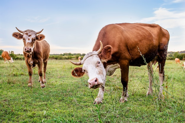 Cows on a summer pasture