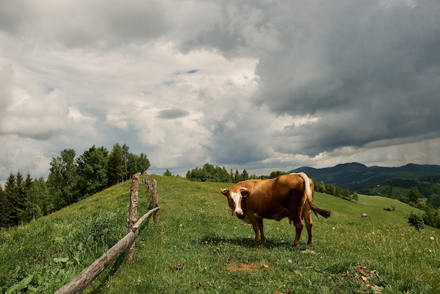 Коровы в солнечный летний день пасутся на зеленом лугу высоко в горах.