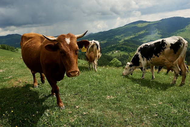 Le mucche in una giornata di sole estivo pascolano su un prato verde in alta montagna.