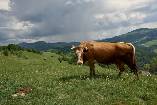 Cows on a summer sunny day graze on a green meadow high in the mountains.