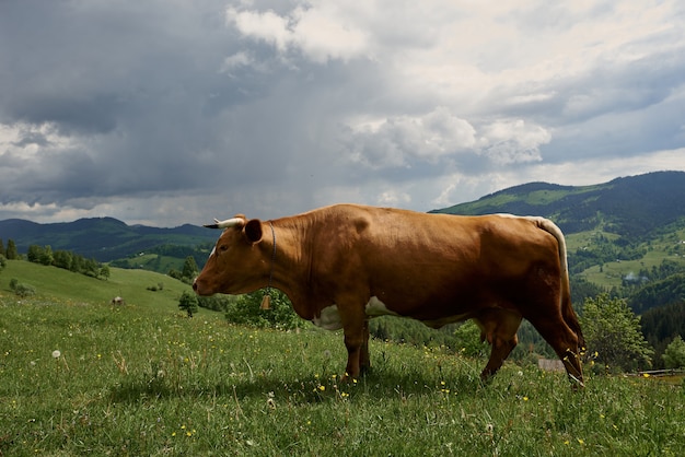 Cows on a summer sunny day graze on a green meadow high in the mountains.