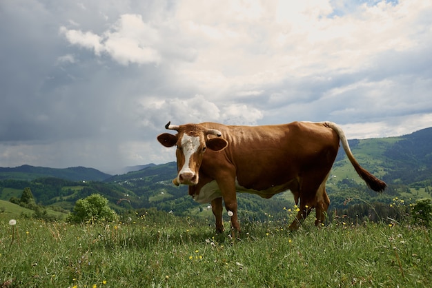 Cows on a summer sunny day graze on a green meadow high in the mountains.