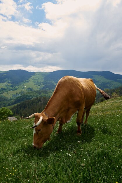 Коровы в солнечный летний день пасутся на зеленом лугу высоко в горах.
