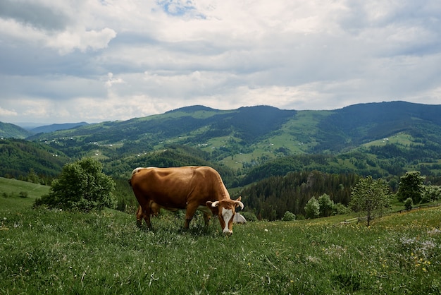 Cows on a summer sunny day graze on a green meadow high in the mountains.