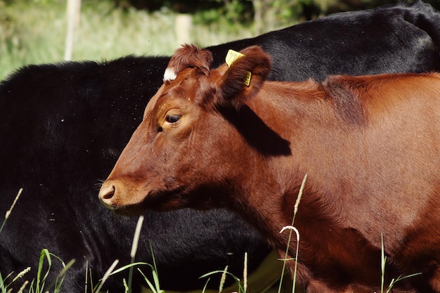 Photo cows on sunny day