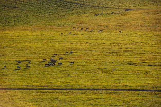 Cows in a sunny summer evening