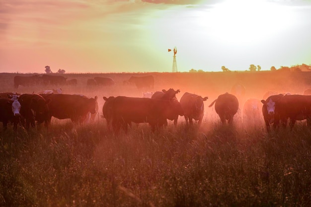 Коровы на закате в Ла-Пампе, Аргентина
