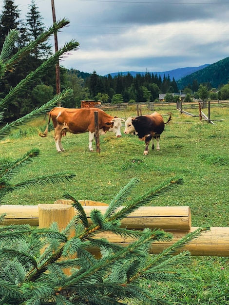 cows at village farm in carpathian mountains ukraine