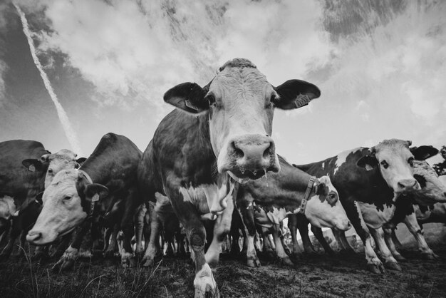 cows in the village in Slovakia