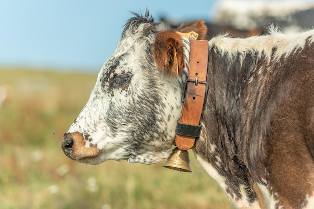 Cows of Vosges breed potrait in pasture in mountain