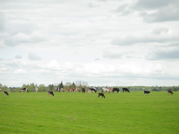 Cows walk on a green field the concept of farming and animal husbandry