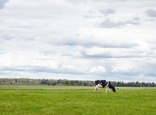 Photo cows walk on a green field the concept of farming and animal husbandry