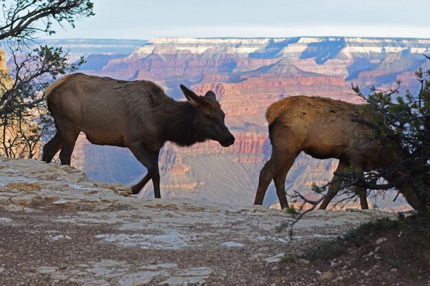 Photo cows walking against mountains at grand canyon