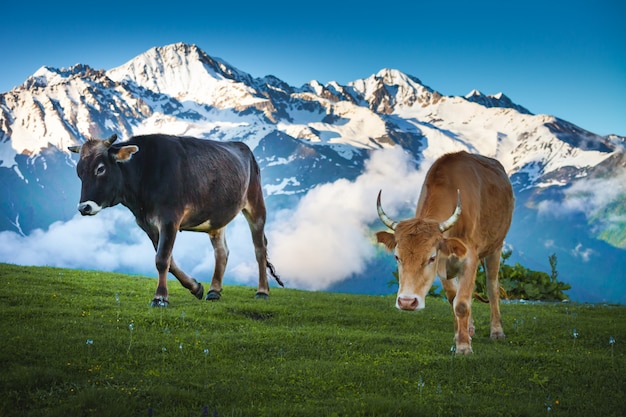 Cows walking on alpine meadow. Summer landscape