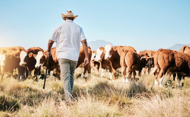 Выгул коров или чернокожий человек на ферме для устойчивого развития животноводства и агробизнеса в сельской местности Назад к молочному производству или фермеру, выращивающему стадо крупного рогатого скота или животных на открытом травяном поле