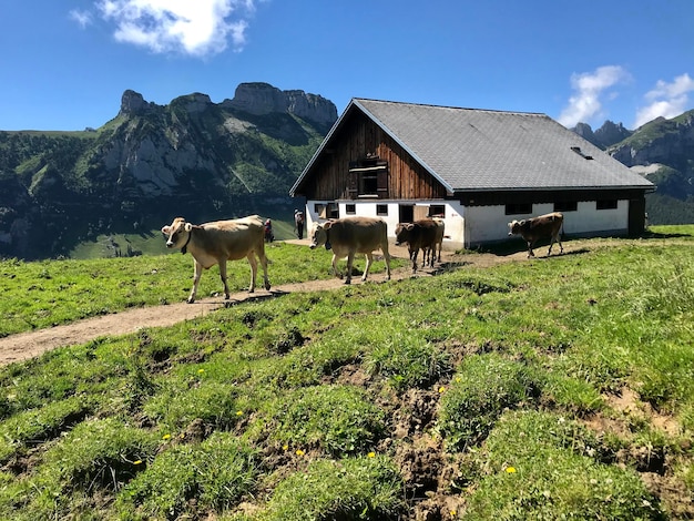 写真 山の小屋の隣を歩く牛