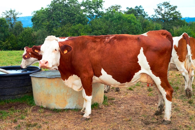 Cows at water trough in pasture, Franche Comte, France.