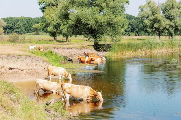 Cows at the watering hole