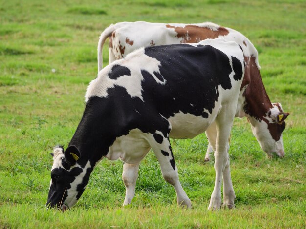 cows in westphalia