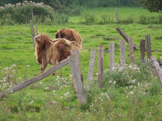 Photo cows in westphalia