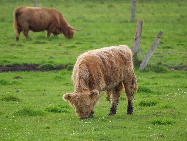 Cows in westphalia