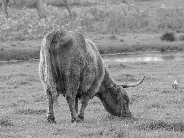 cows in westphalia