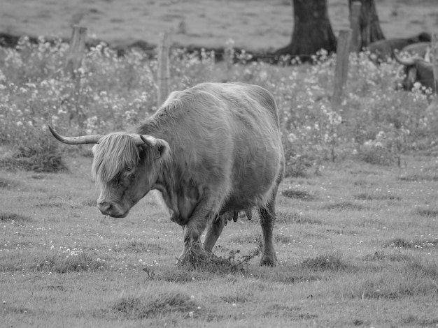 cows in westphalia