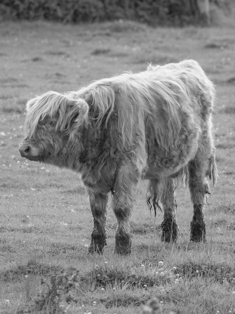 cows in westphalia