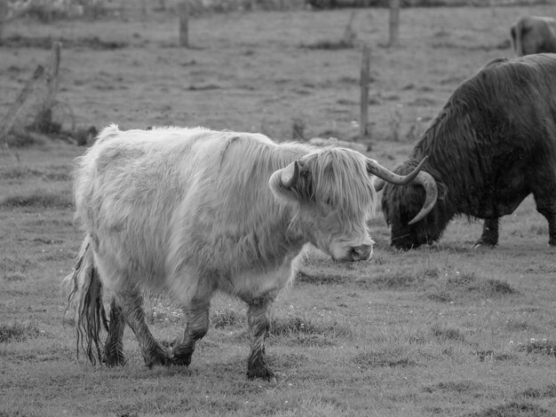 cows in westphalia