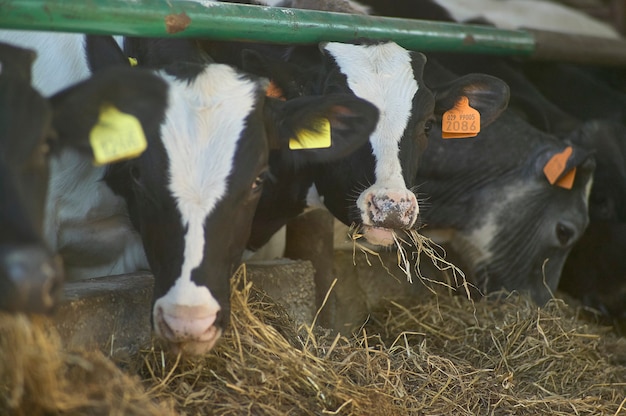 イタリアの生物学的飼育で天然由来の干し草を食べている牛