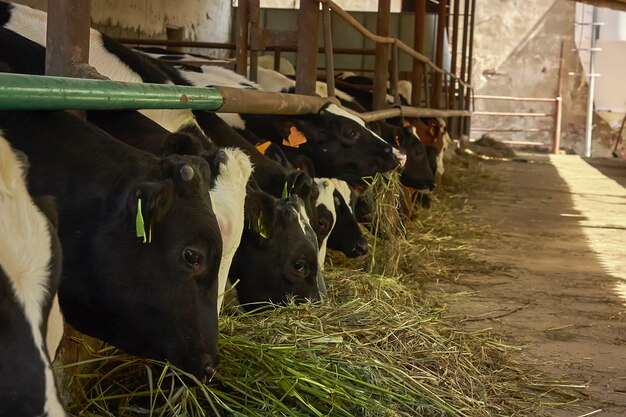 Photo cows while eating hay of natural origin in a biological rearing in italy