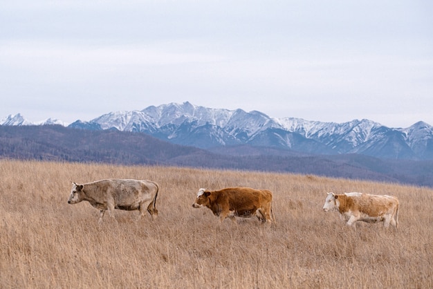 Cows in the wild three cows on mountains background