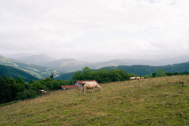 Photo cows behind the wire in the mountains of spain