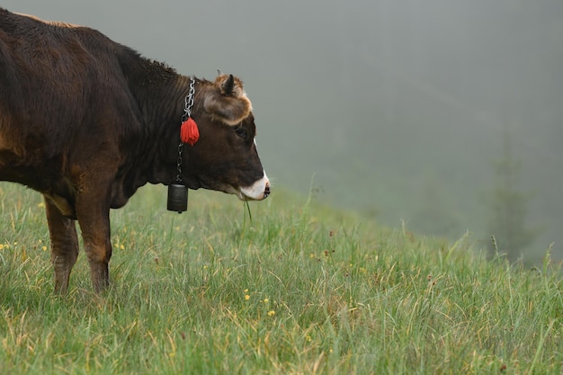 ウクライナの野原や山で、首に鈴を付けた牛が草を食べている