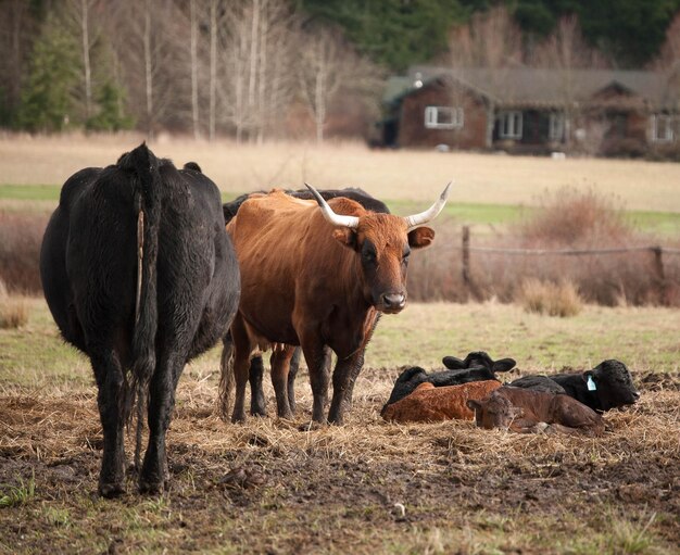 Photo cows with calves at farm