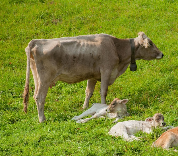 Cows with calves grazing