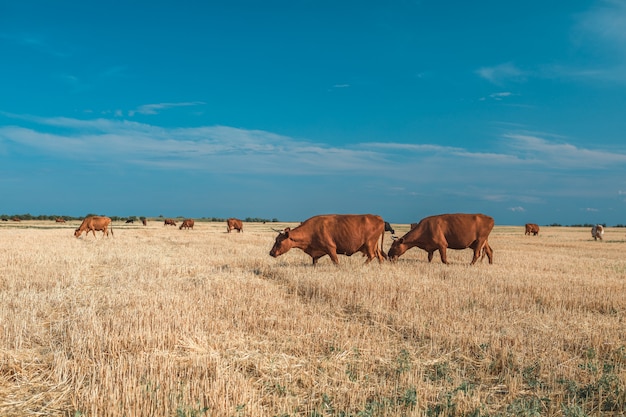 Cows on a yellow field and blue sky.