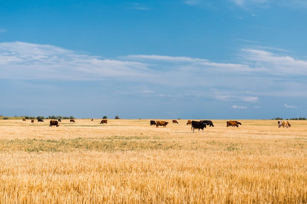 Коровы на желтом поле и голубом небе.