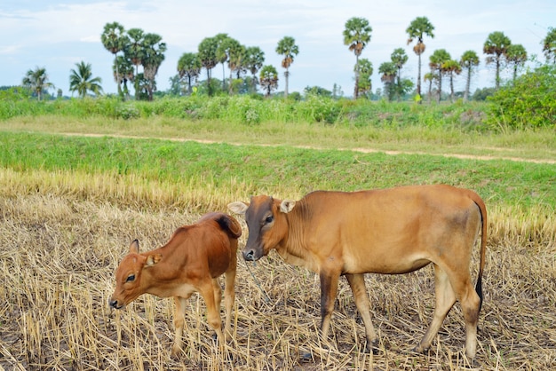 Photo cows