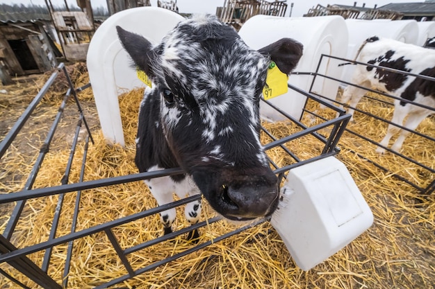 Cowshed 가축 암소 농장 검은 흰색 소 떼가 관심을 가지고 카메라를 보고 있습니다. 무료 축산에서 소를 사육하고 있습니다.