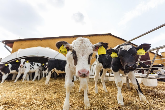 Cowshed 가축 암소 농장 검은 흰색 소 떼가 관심을 가지고 카메라를 보고 있습니다. 무료 축산에서 소를 사육하고 있습니다.