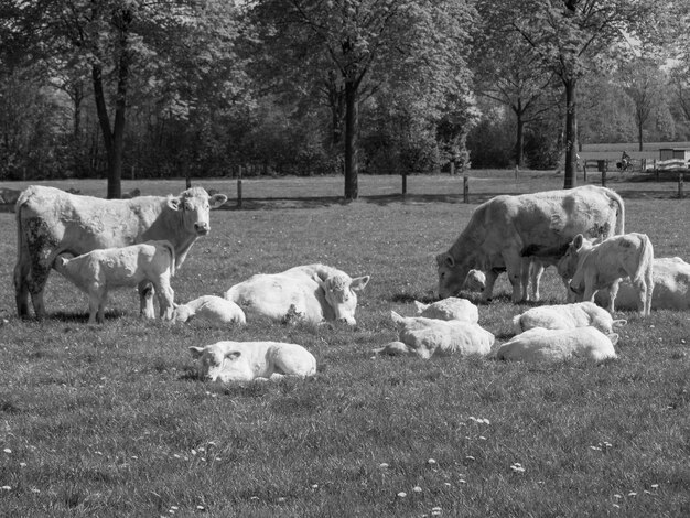 Cowsin germany