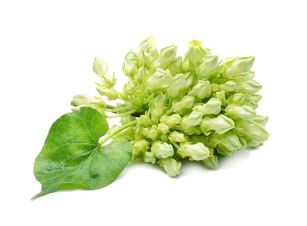 Cowslip creeper isolate on white background