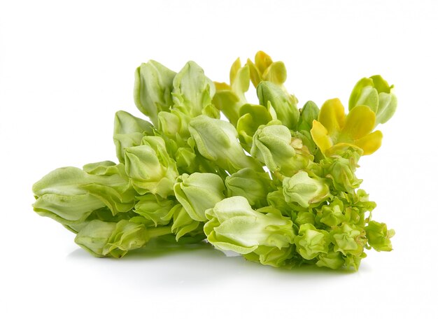 Cowslip creeper on white background