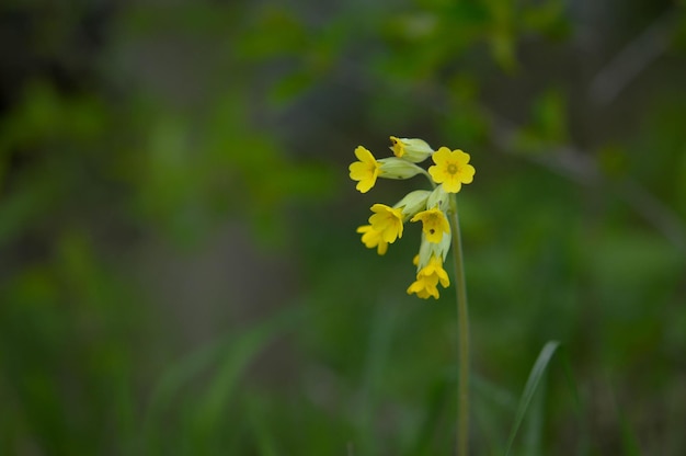 Cowslip 이른 봄 자연에서 노란색 야생화를 닫습니다.