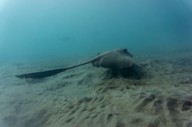 скат коровий скат pastinachus sephen в море