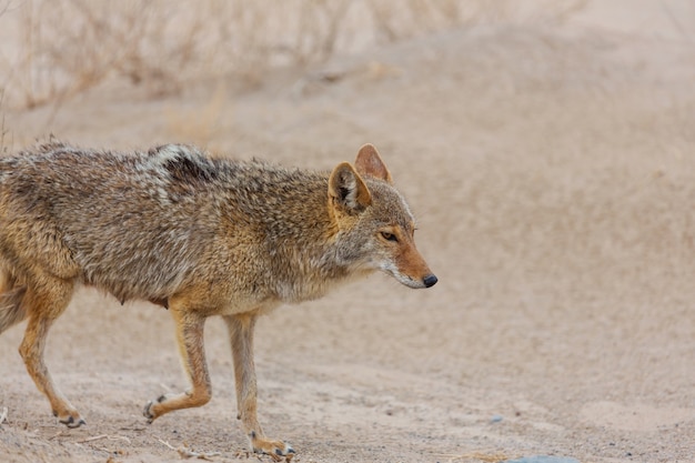 Coyote close-up