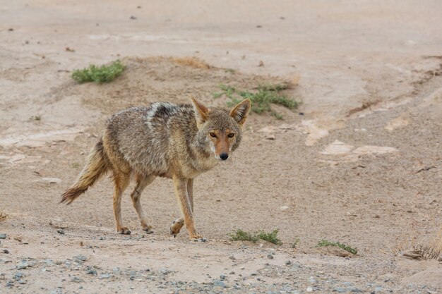 Coyote closeup in the desert