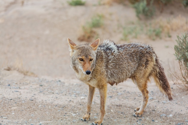 Coyote closeup in the desert