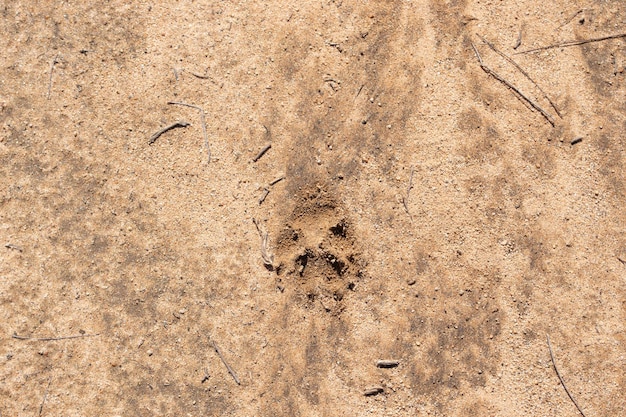 Coyote footprint in the dirt in wild